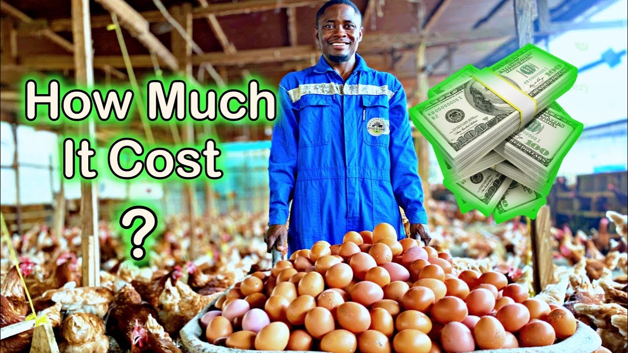 Eggs at 16-Week! How Much MONEY We SPENT On Our 3000 Layers. Otto'sFarms 💰🐣
