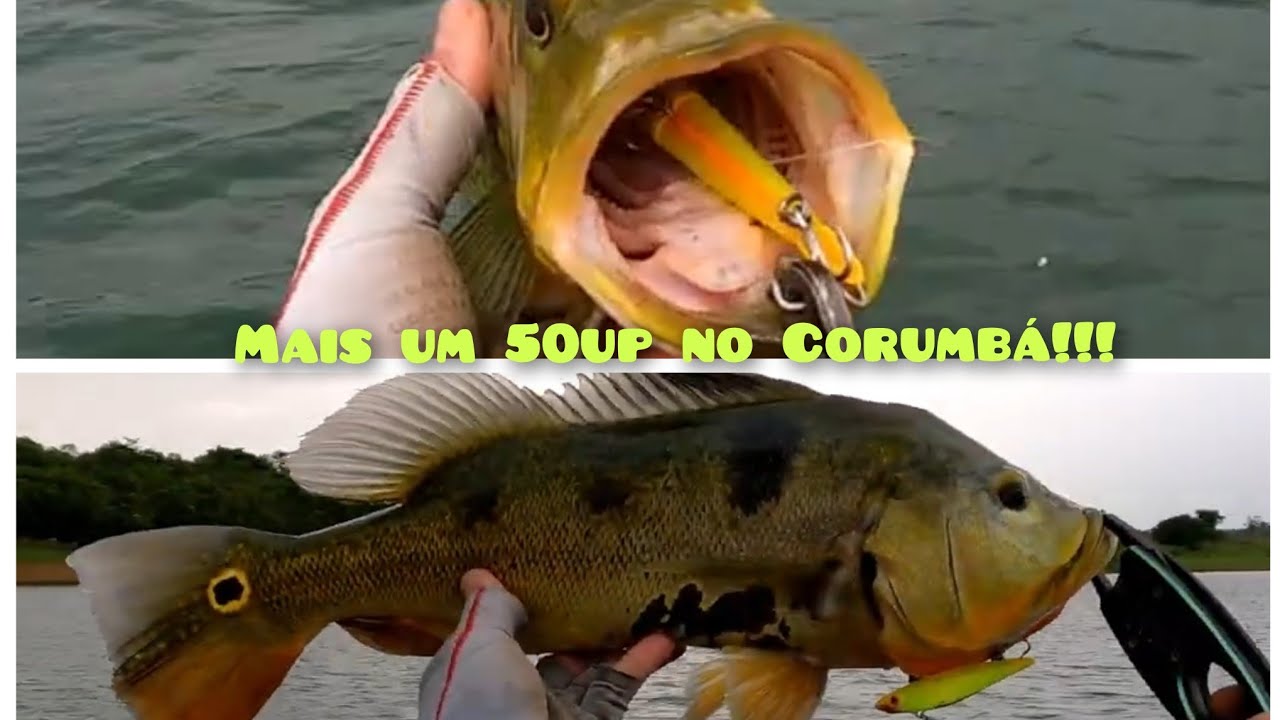 50up do Corumba #pescaria #fishing #corumba 4