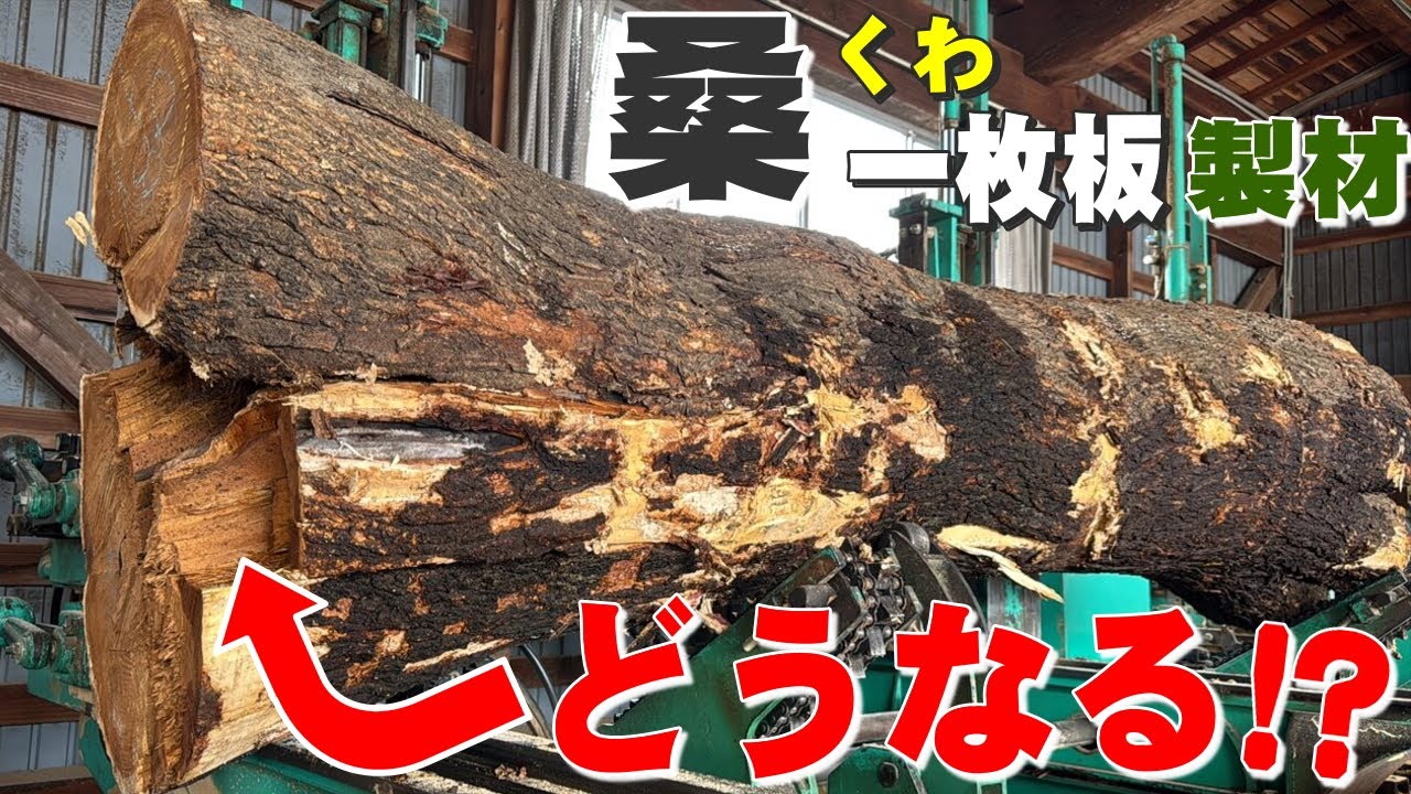 二股が朽ちた桑(くわ)原木から一枚板を製材したら独特な色味があらわれた！
