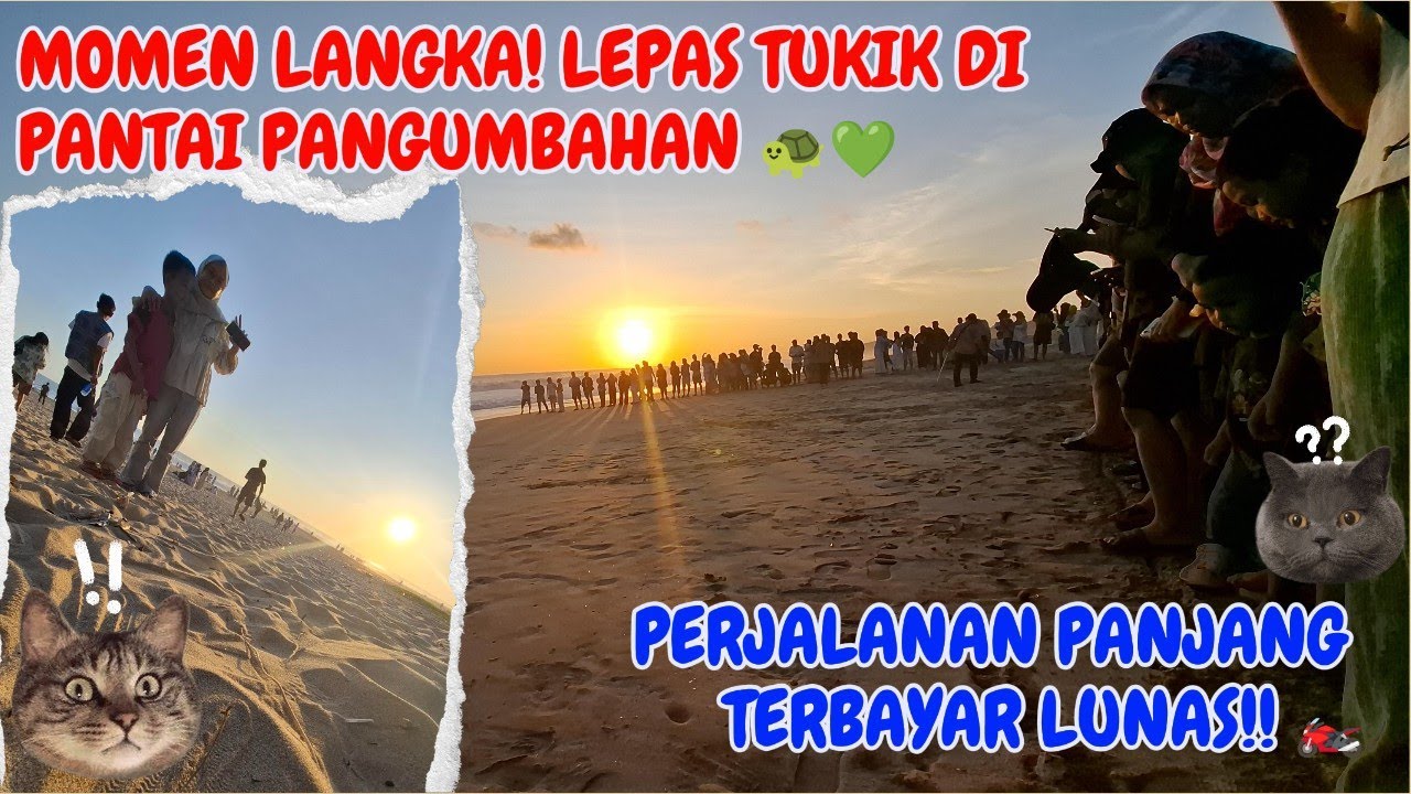 Touring Ujung Genteng Part 2: Menyaksikan Pelepasan Tukik di Pantai Pangumbahan!