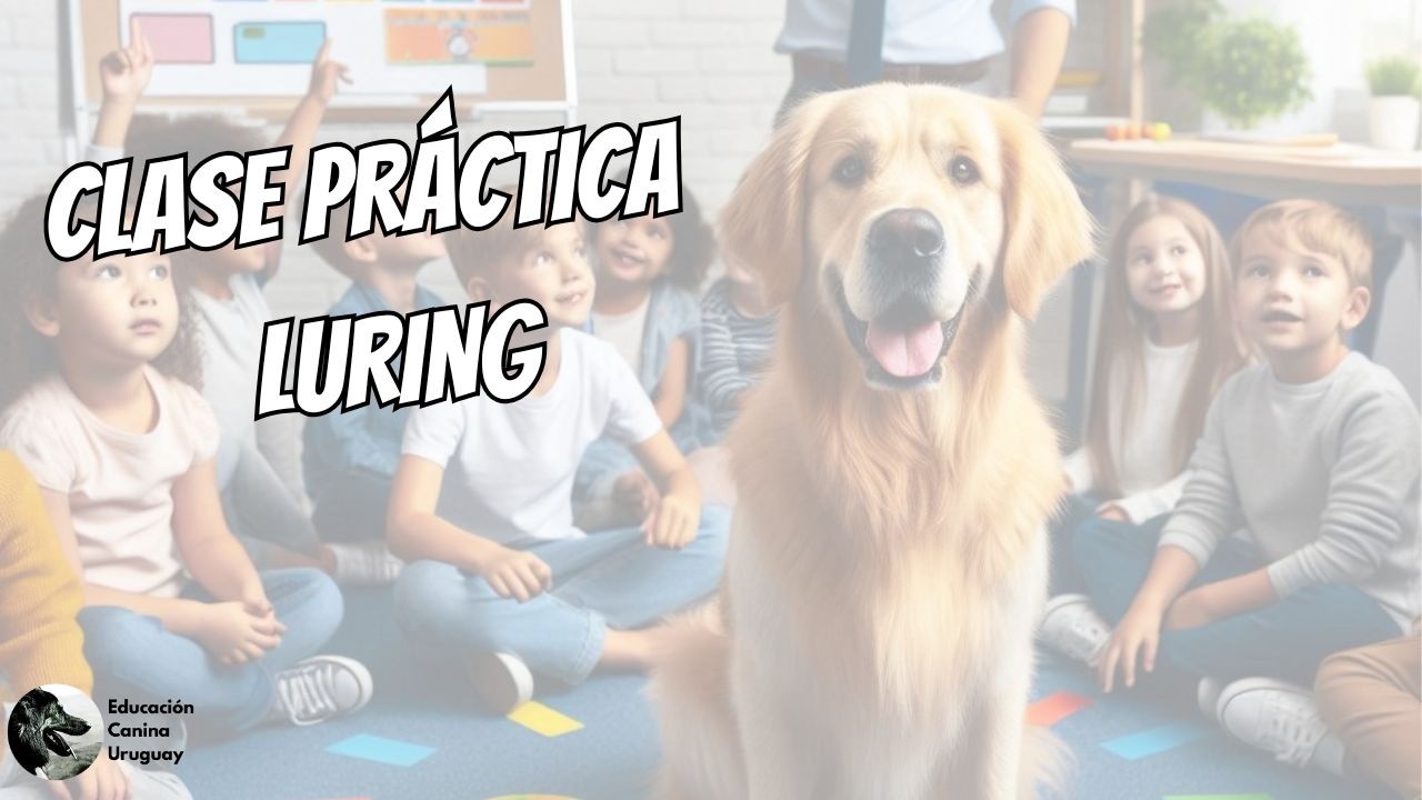 ¿Cómo enseñar a tu perro? Comienza por Luring. Este ejercicio es amigable y muy efectivo.