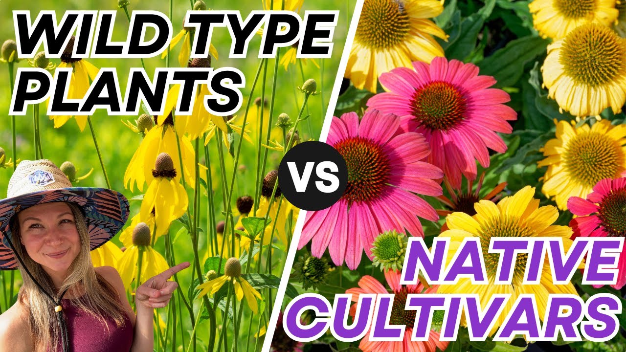 Native Cultivars vs Wild Type Plants: Do They Help or Hurt Pollinators?