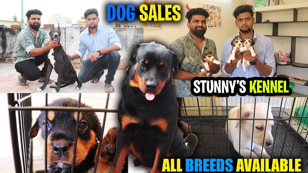 STUNNY'S KENNEL | DOG FOR SALES | ALL BREEDS AVAILABLE | PUPPY'S SALES | SE VLOGS
