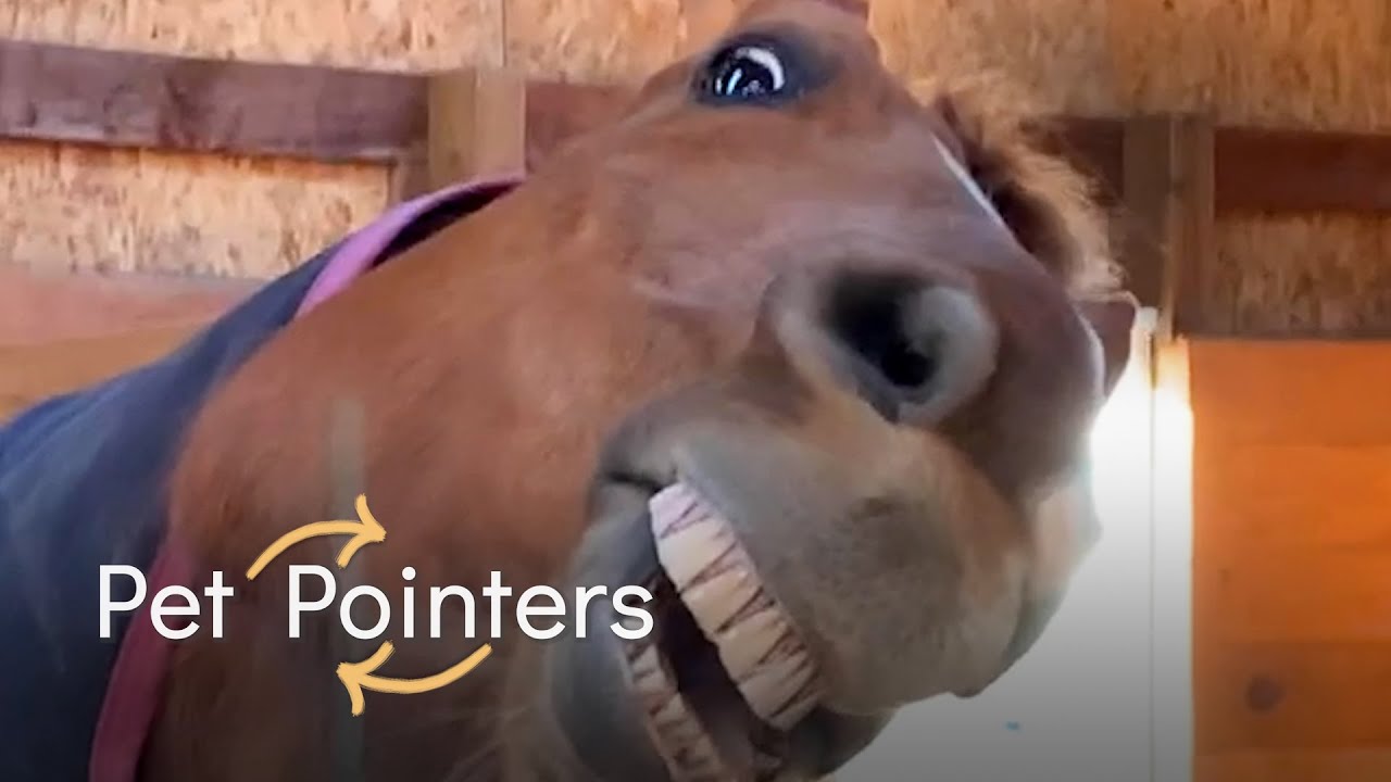 Best Pet Pointers of the Year (2021)