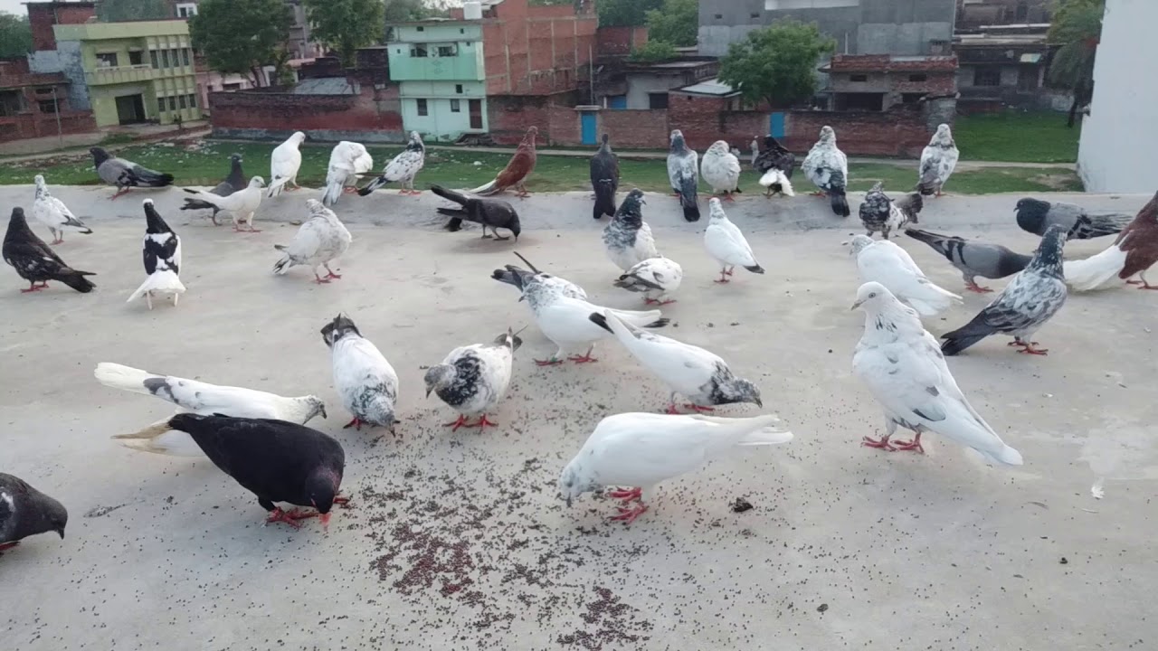 Asmani Kabootar hai bhai log