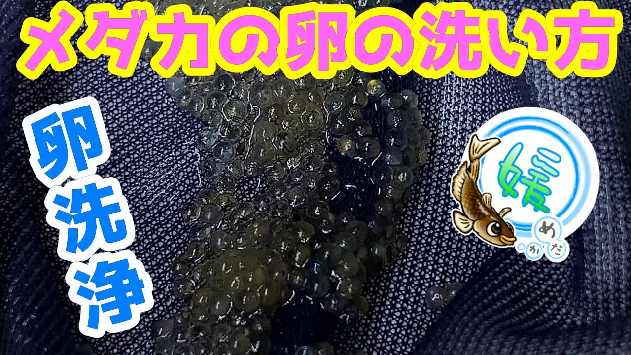 メダカの卵の洗い方～採卵した卵から付着糸を取りキレイに洗浄する方法～仕分けにも最適！
