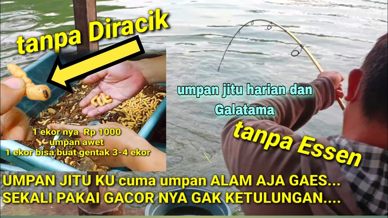 SAKING GACOR NYA UMPAN INI JADI REBUTAN || DETIK 