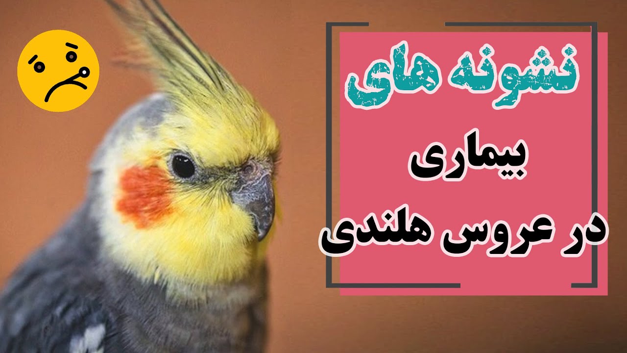 نشونه های بیماری در عروس هلندی