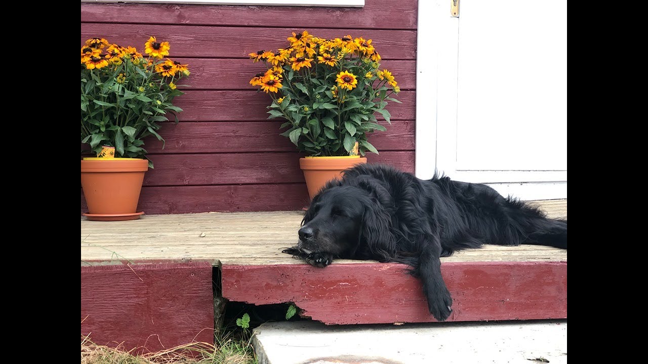 Gode råd vedr. adoption af hund fra udlandet