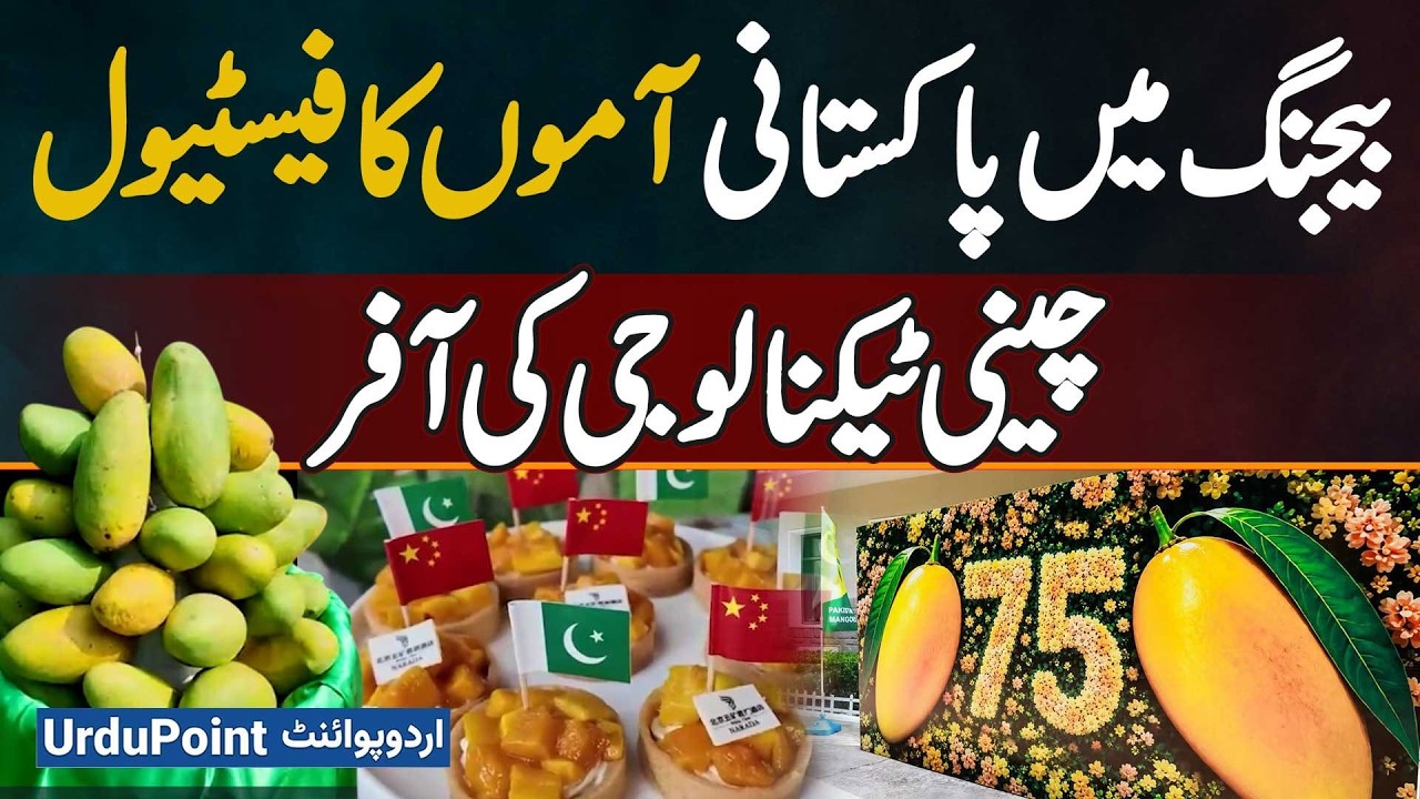 Pakistani Mango Festival Held In Beijing, Showcasing Premium Mangoes - Chinese Technology Offers
