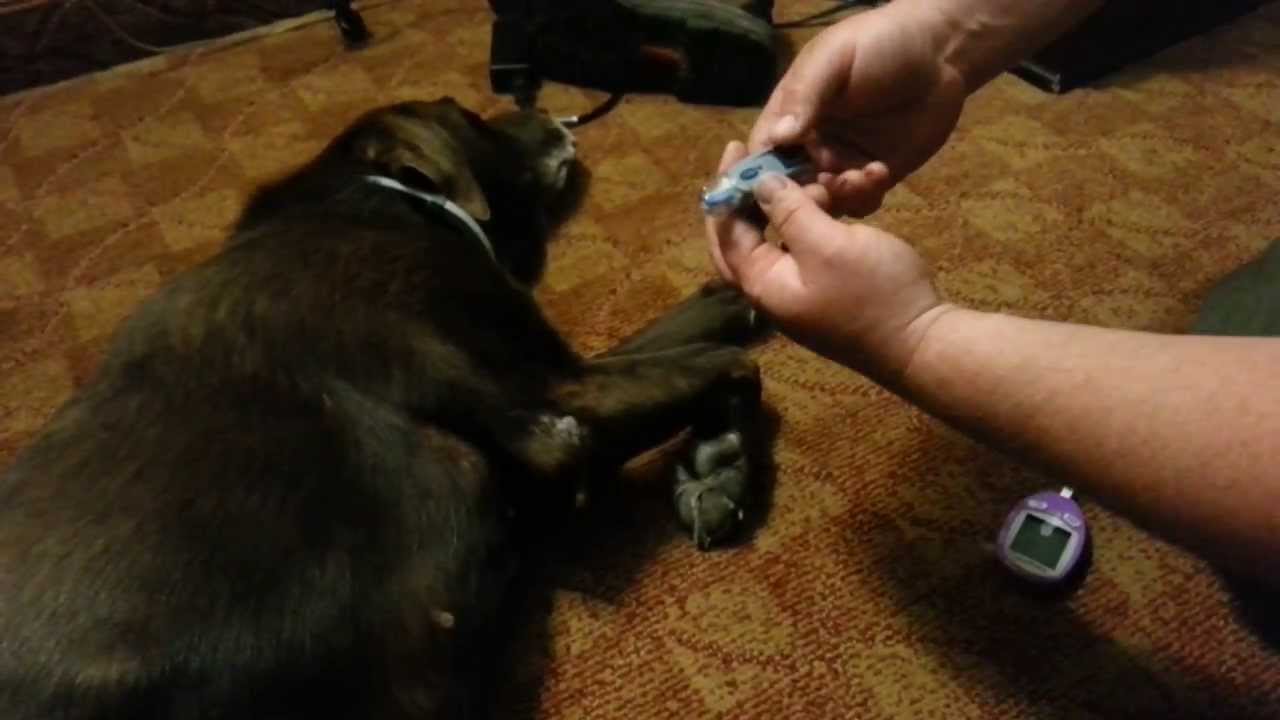 How to test your dogs blood glucose level