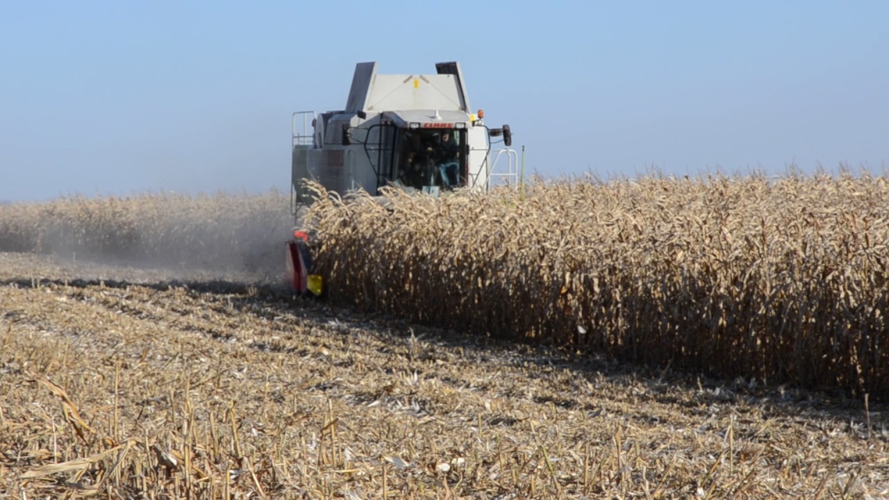 Кукурудзяна жатка Ziegler 8/70 (Зіглєр) і CLAAS LEXION 480.
