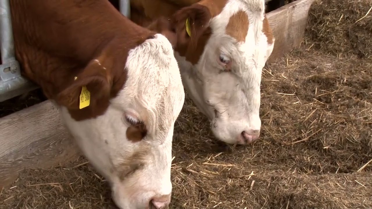 Gut Darß - Ökologische Landwirtschaft (Ein kleines filmisches Porträt)
