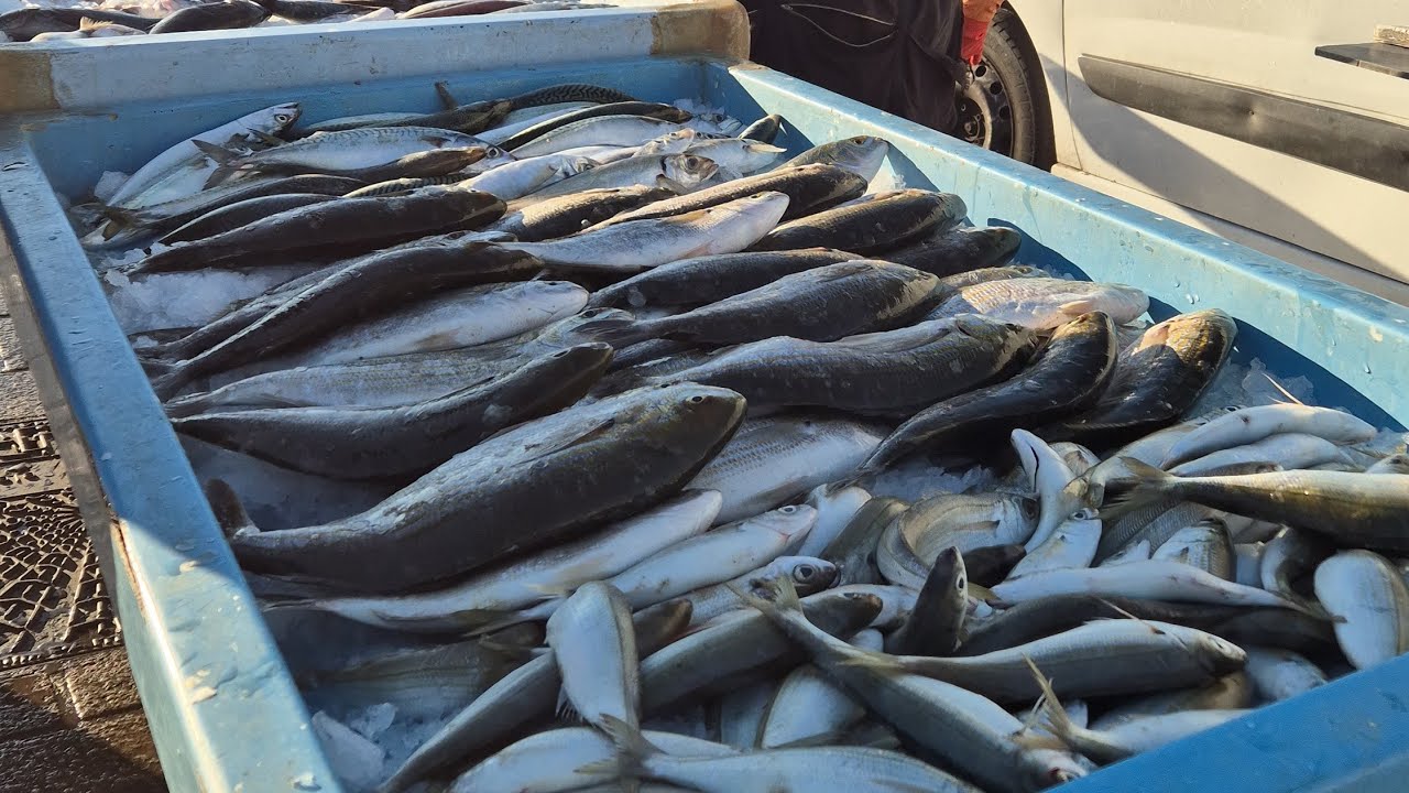 Marché aux poissons, Vieux-Port de Marseille une fois par semaine, le dimanche