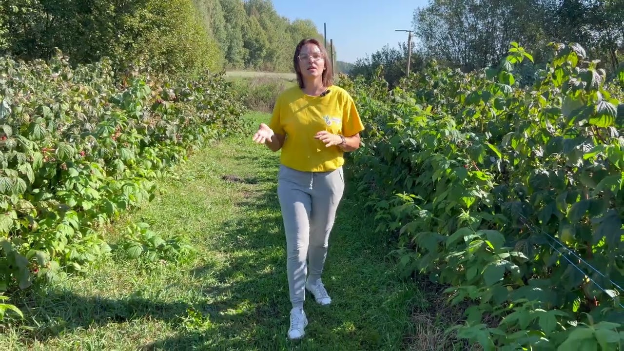 Mapema veislės remontantinės avietės