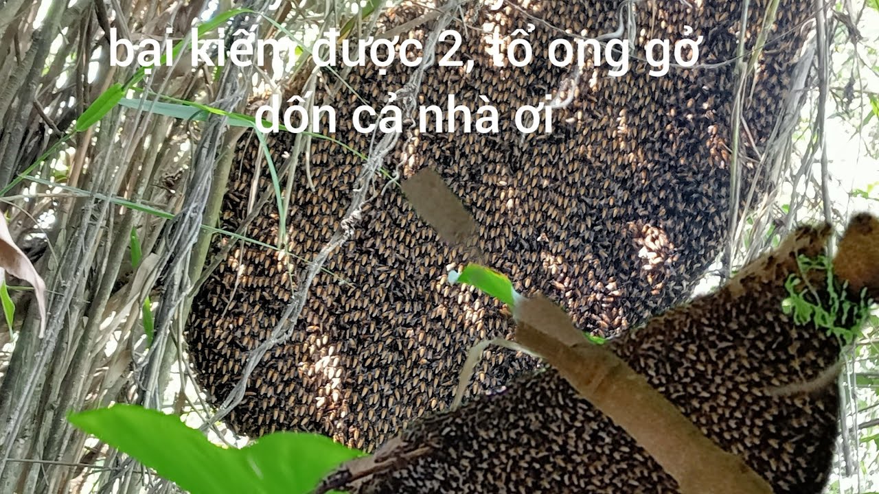 Hôm nay thăm bẩy sóc da thất bại kiếm được 2, tổ ong gở dốn cả nhà ơi 