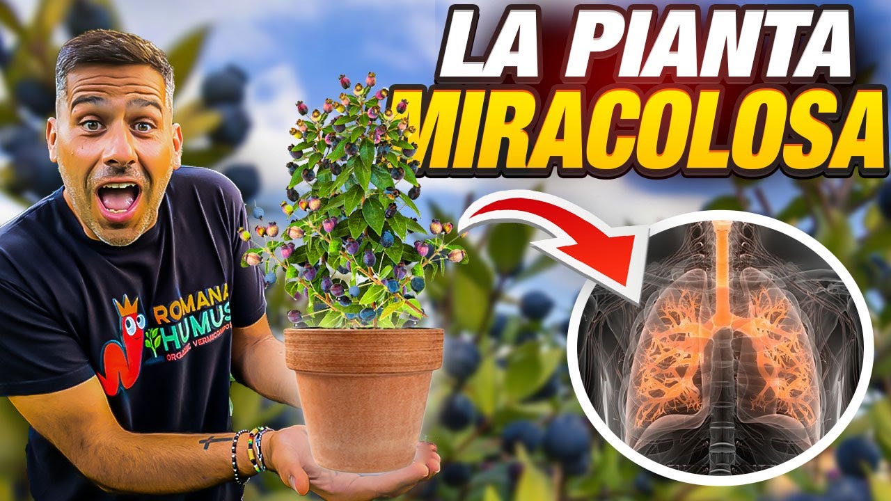 MIRTO | TI SPIEGO PERCHE' TUTTI DOVREMMO AVERLO  IN CASA 🌿💫🌟