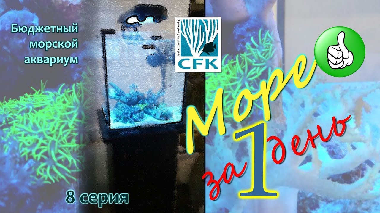 Море за 1 день! Бюджетный морской аквариум. 8 Серия.