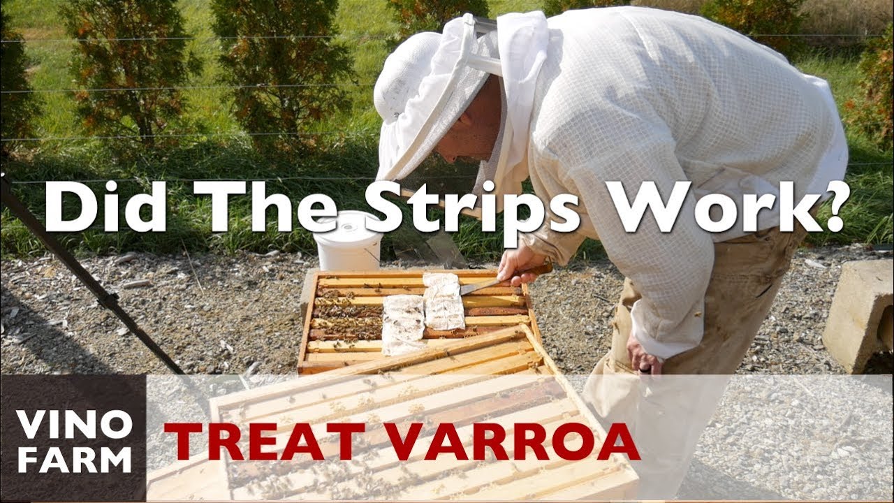 Varroa Treatment Results (Whoa!)