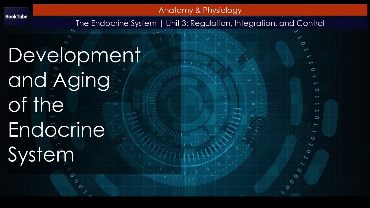 Development and Aging of the Endocrine System | The Endocrine System