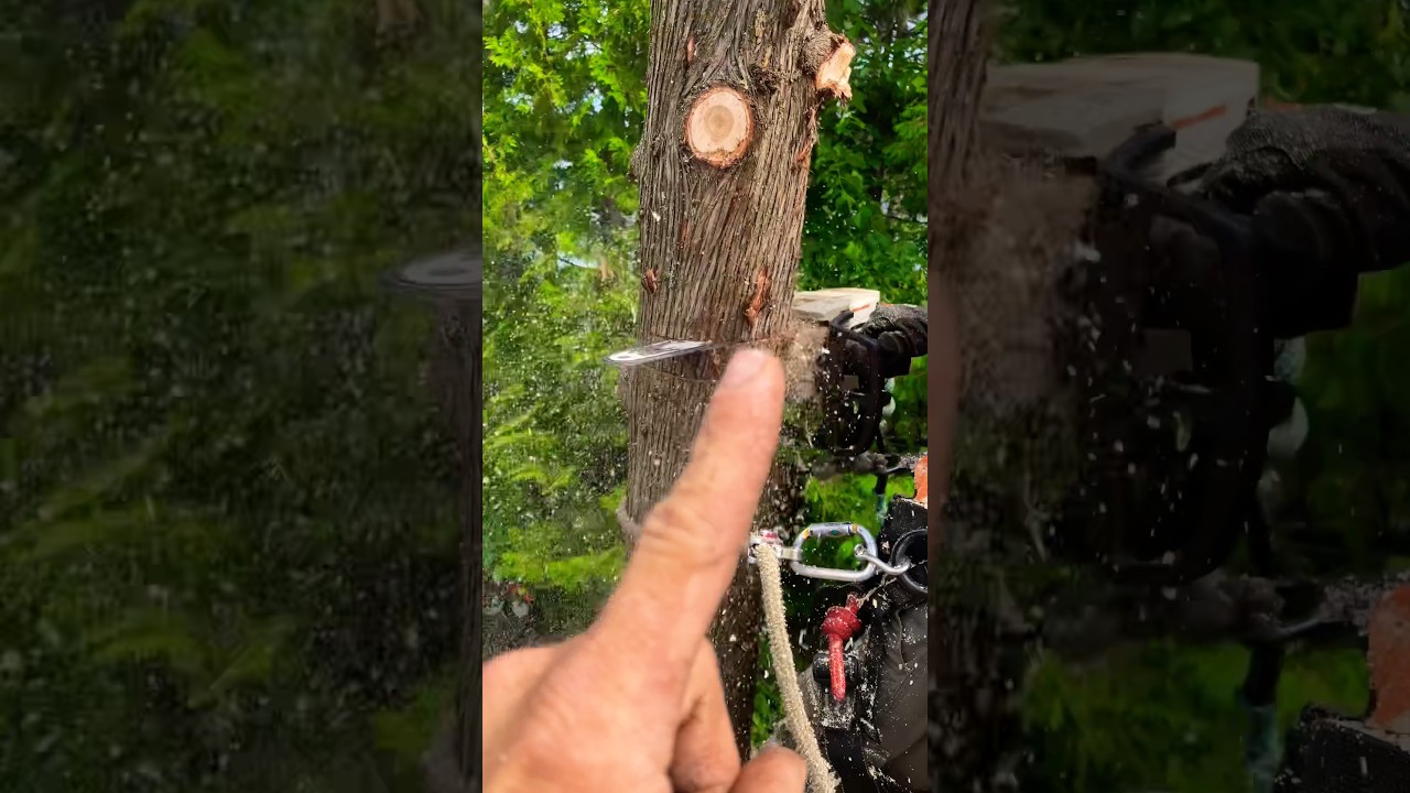 How To Make A Snap Cut | #shorts #chainsaw #tree #treeremoval #arborist #like #treeservice #wood