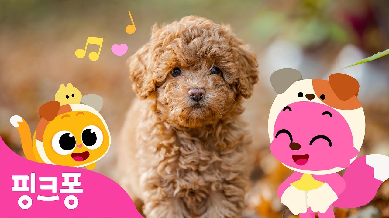 귀여운 아기 강아지 🐶 | 아기동물 동요 | 멍멍! 보들보들 귀여운 강아지랑 놀아볼까요? | 핑크퐁! 인기동요