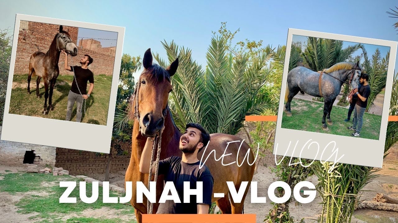 Visit New Shabihe Zuljanah Ashal Badsah Lahore | Zuljanah Vlog | Zuljnah