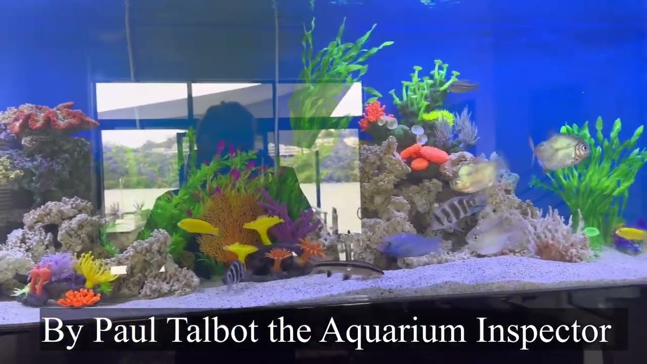 Servicing the Cichlid Reef Aquarium part 2