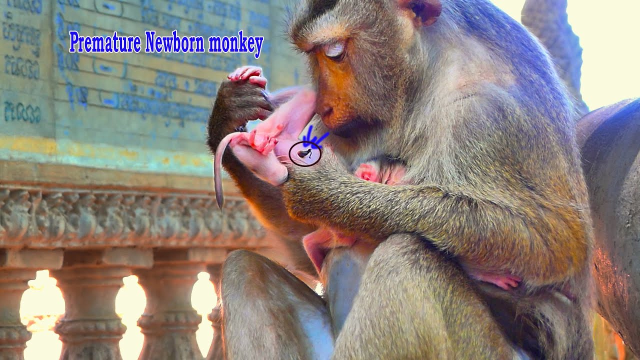 Premature newborn monkey is so small & w.e.ak but mom monkey Stephanie  not hold new baby gently