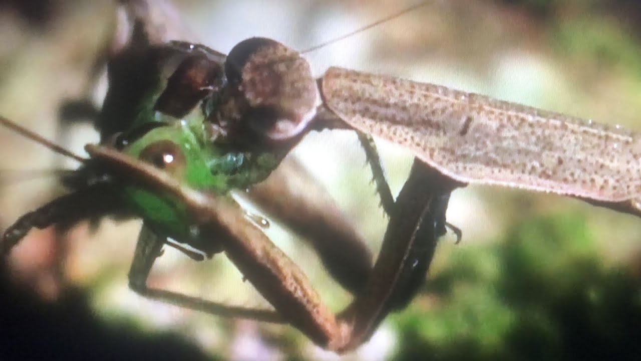 Louva Deus ca&ccedil;ando Gafanhoto
