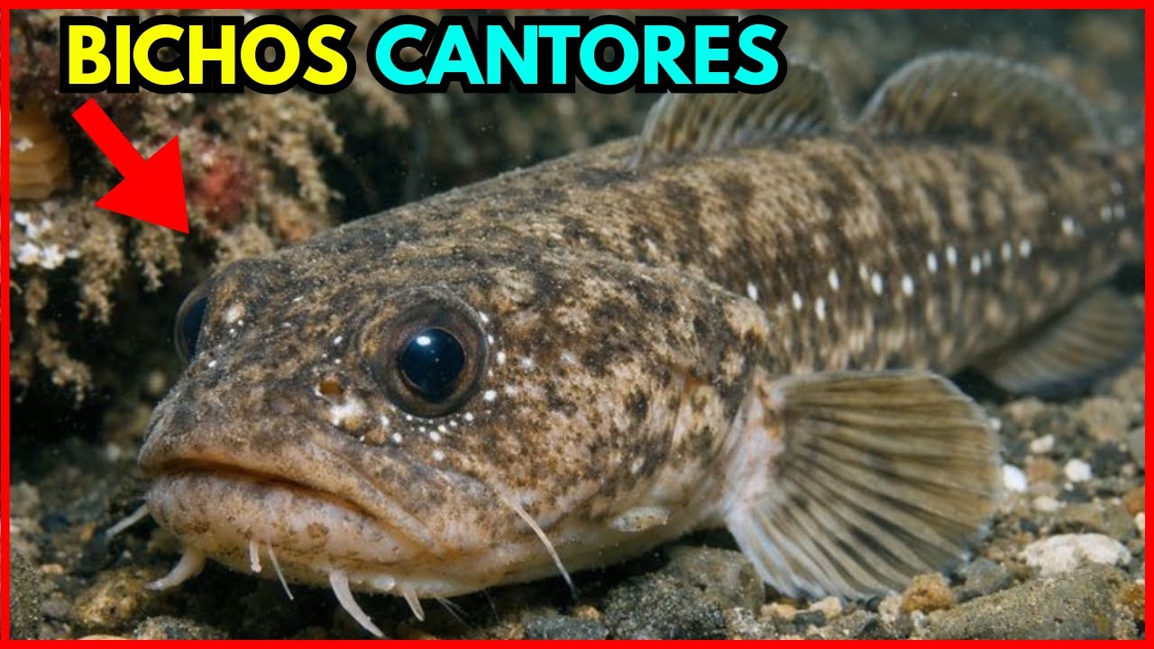 🎼🎵 Bichos Cantores: Animais que Gritam, Uivam, Imitam e Cantam (Mesmo Sem Ouvido!)