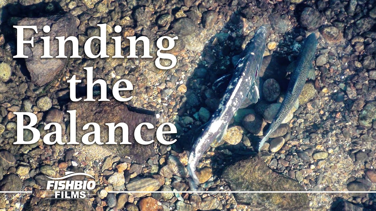 Finding the Balance: A Study on Pulse Flows