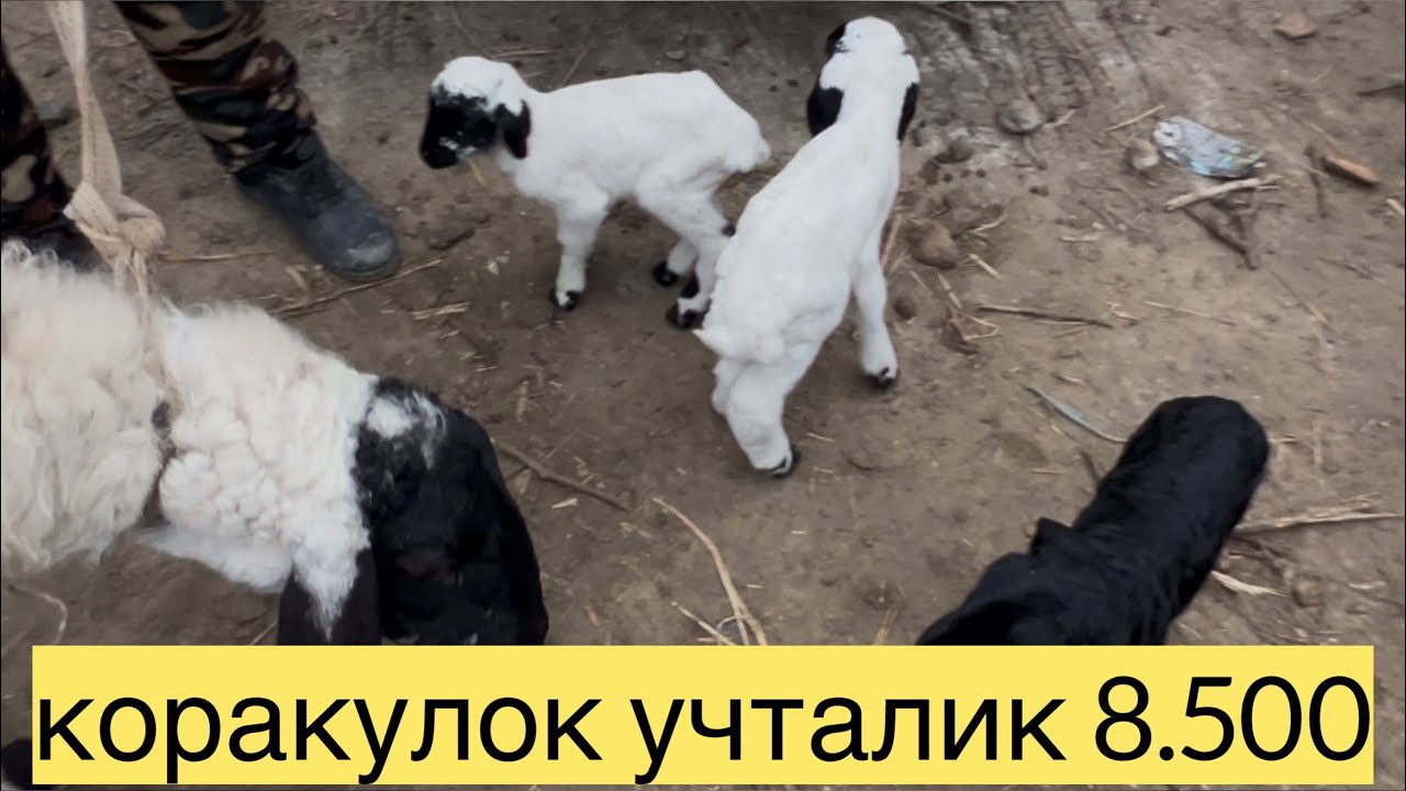 МОЛ ОЛИШНИ АЙНИ ПАЙТИ БОЗОРНИ ЭНГ КИЗГИН БАРАКАЛИ ЖОЙИДАН 05.03.2026. КУРГОН МОЛБОЗОРИ 
