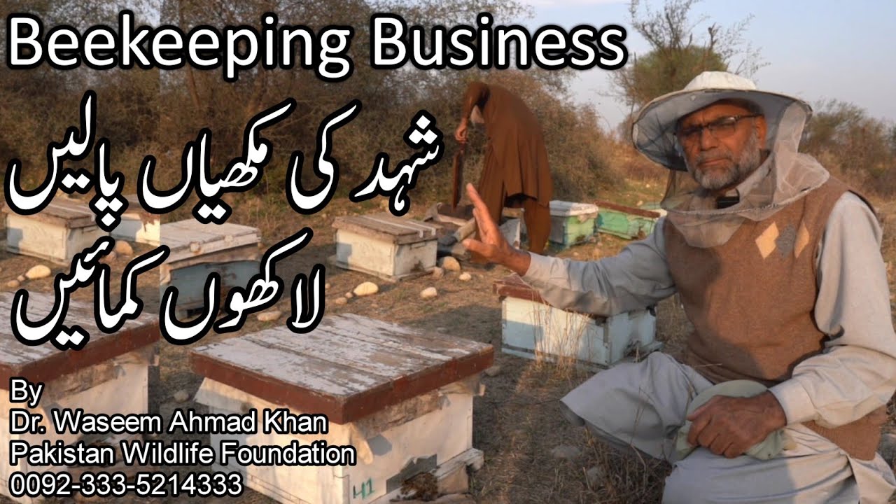 Beekeeping Business In Pakistan | Honey Farming | Shehad Ka Karobar | Honey Business Idea