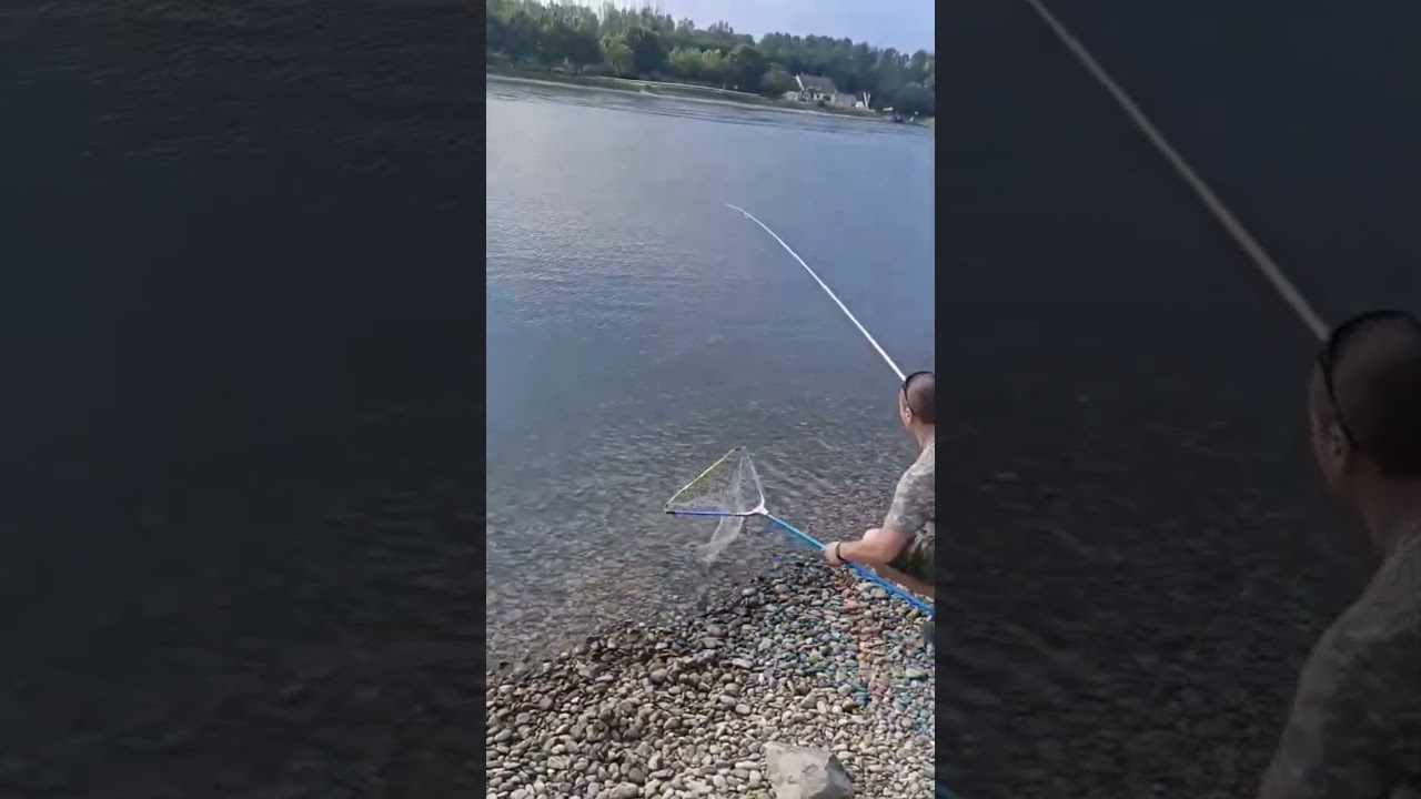 Активная рыбалка 🎣 на реке Рейн клюнул лещ #рыбалка #angeln #fishing #p&ecirc;che #see #rhein #рыба #лещ