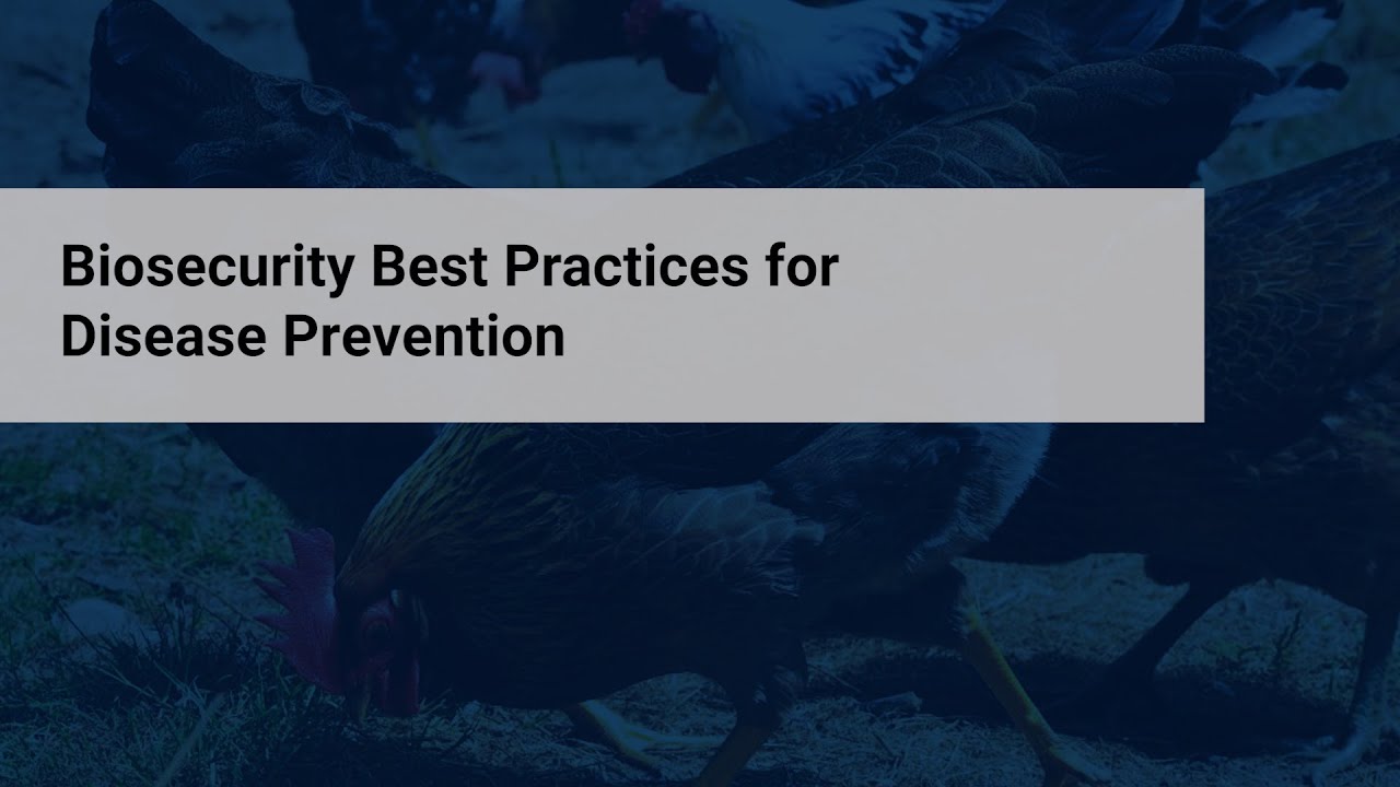 HPAI: Biosecurity Best Practices for Disease Prevention