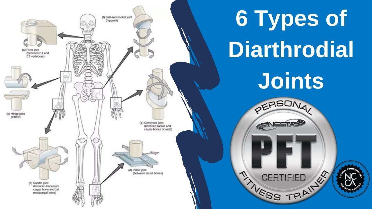 6 Diarthrodial Joint Types and Functions | Personal Trainer Exam Review