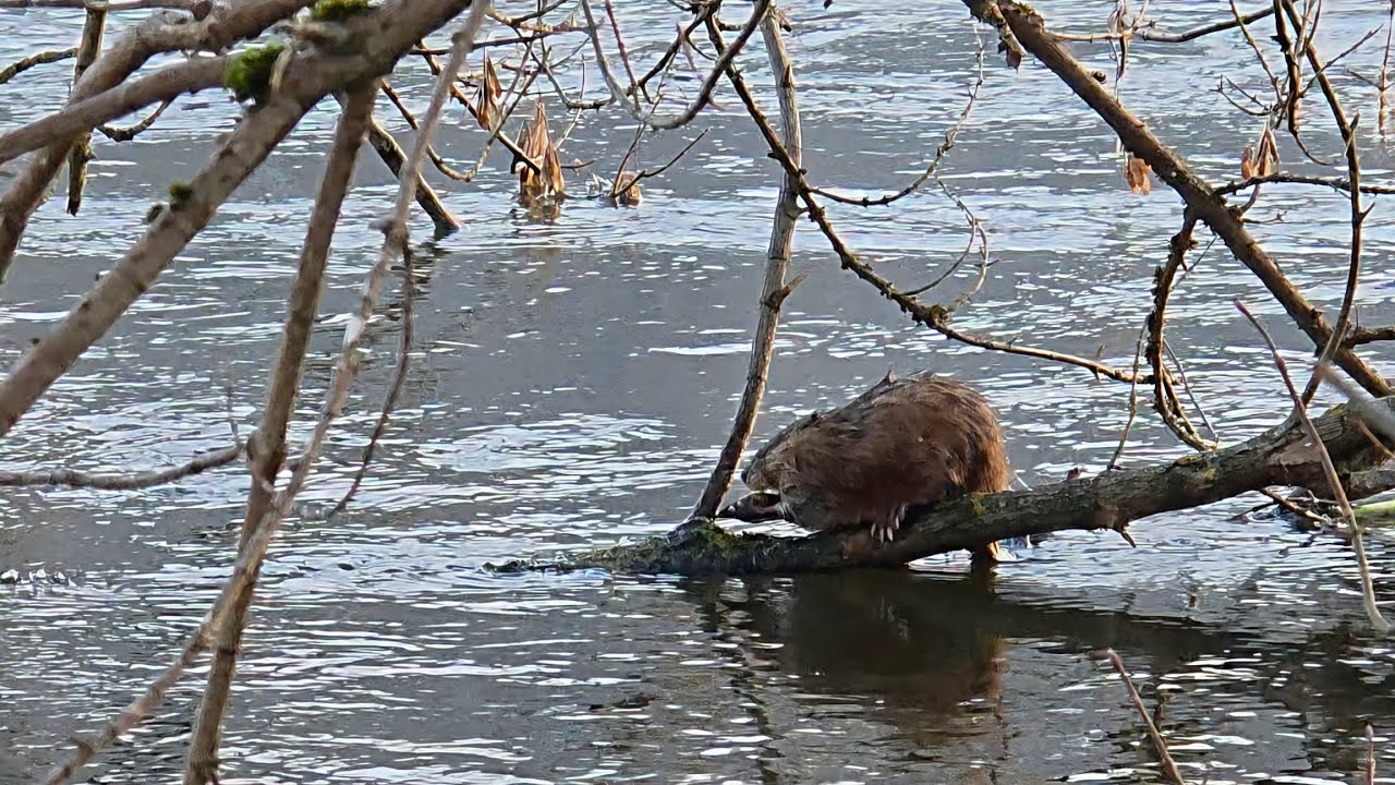 Snaudžianti ondatra (Ondatra zibethica)