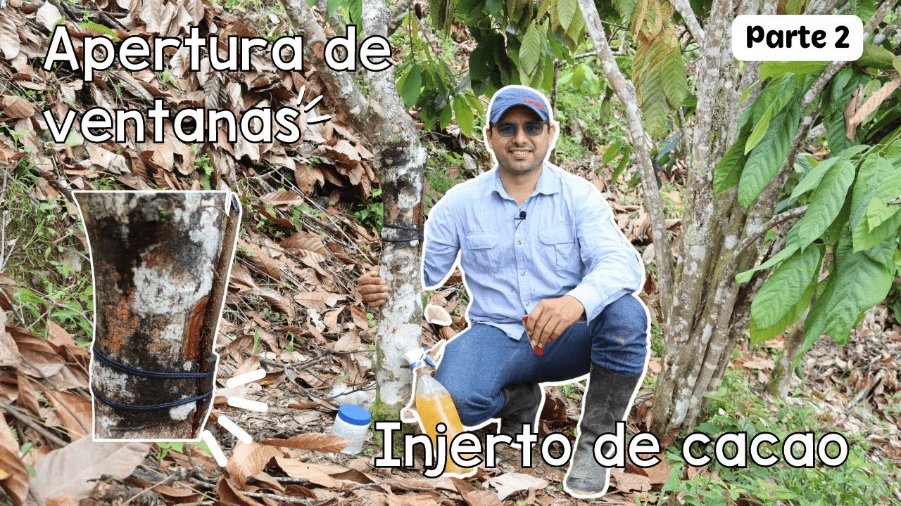 Cacao | Apertura de ventanas a los injertos - Parte 2