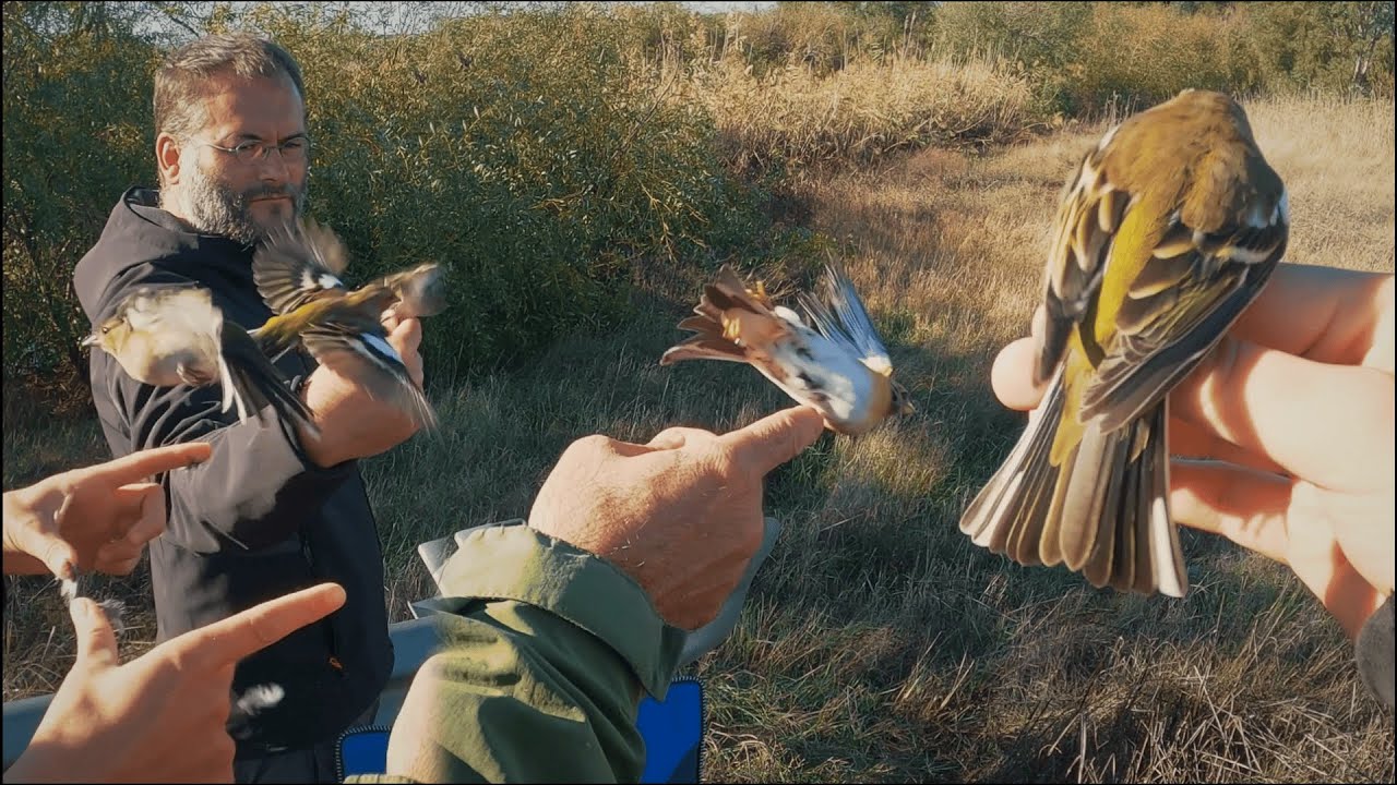 Morning Ringing in the Field in Spain