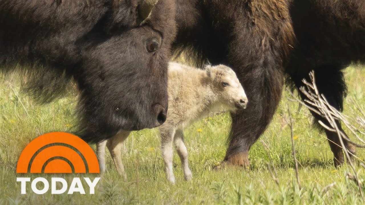 Indigenous tribes celebrate birth of white buffalo in Yellowstone