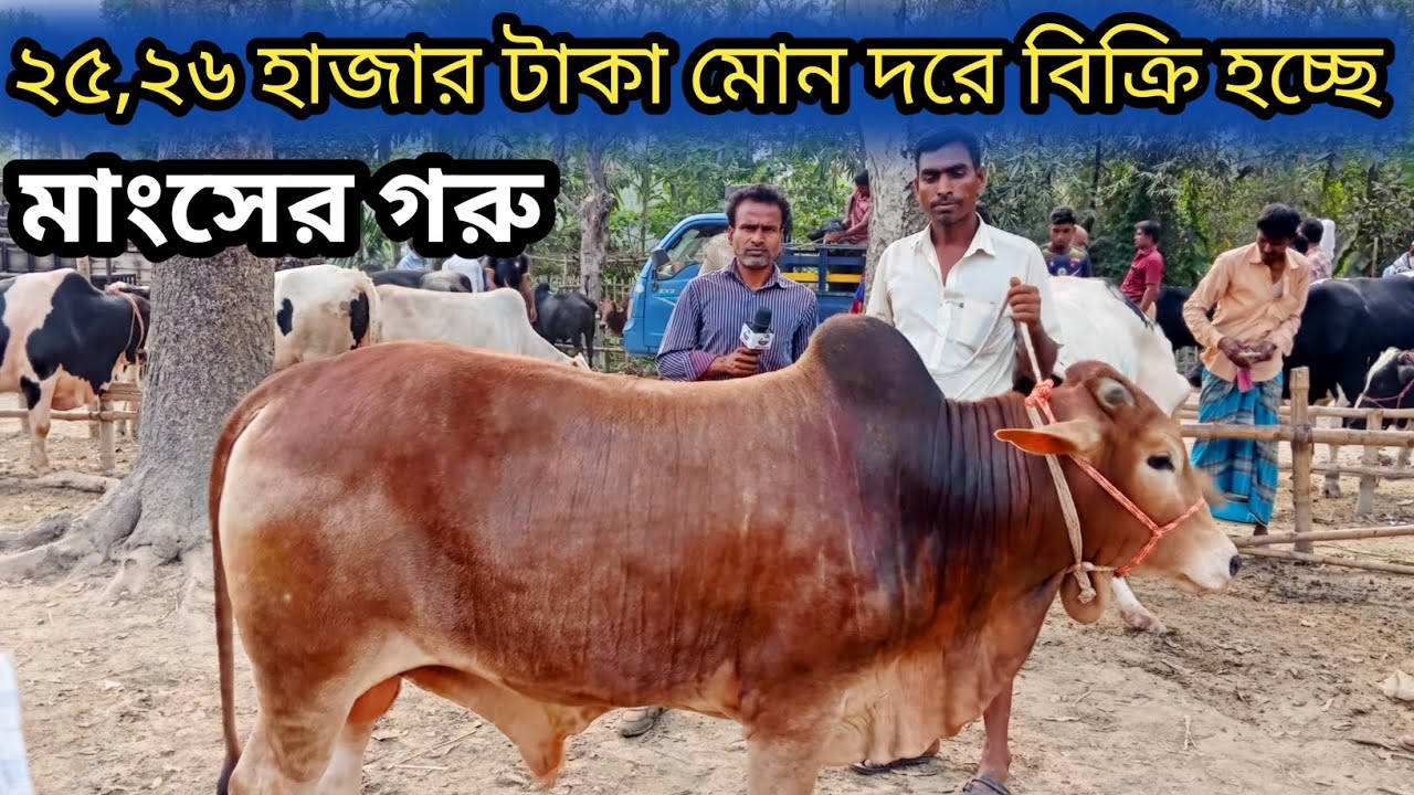 ১০/৩/২৬| রংপুর জেলার পাওটানার হাটে আমদানি আছে ভরপুর নেয়ার লোক নেই ব্যাপারীরা বলতেছে!