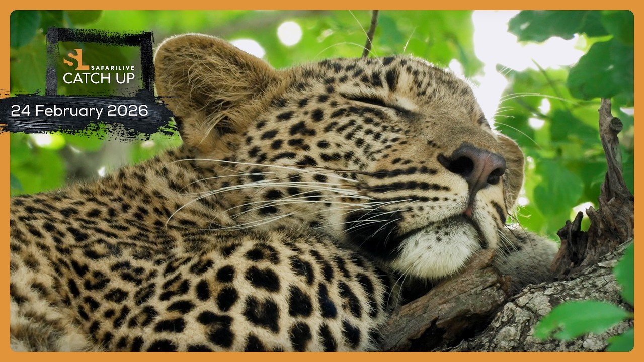 A relaxed day in the bush - SafariLIVE Catch Up, 24 February 2026