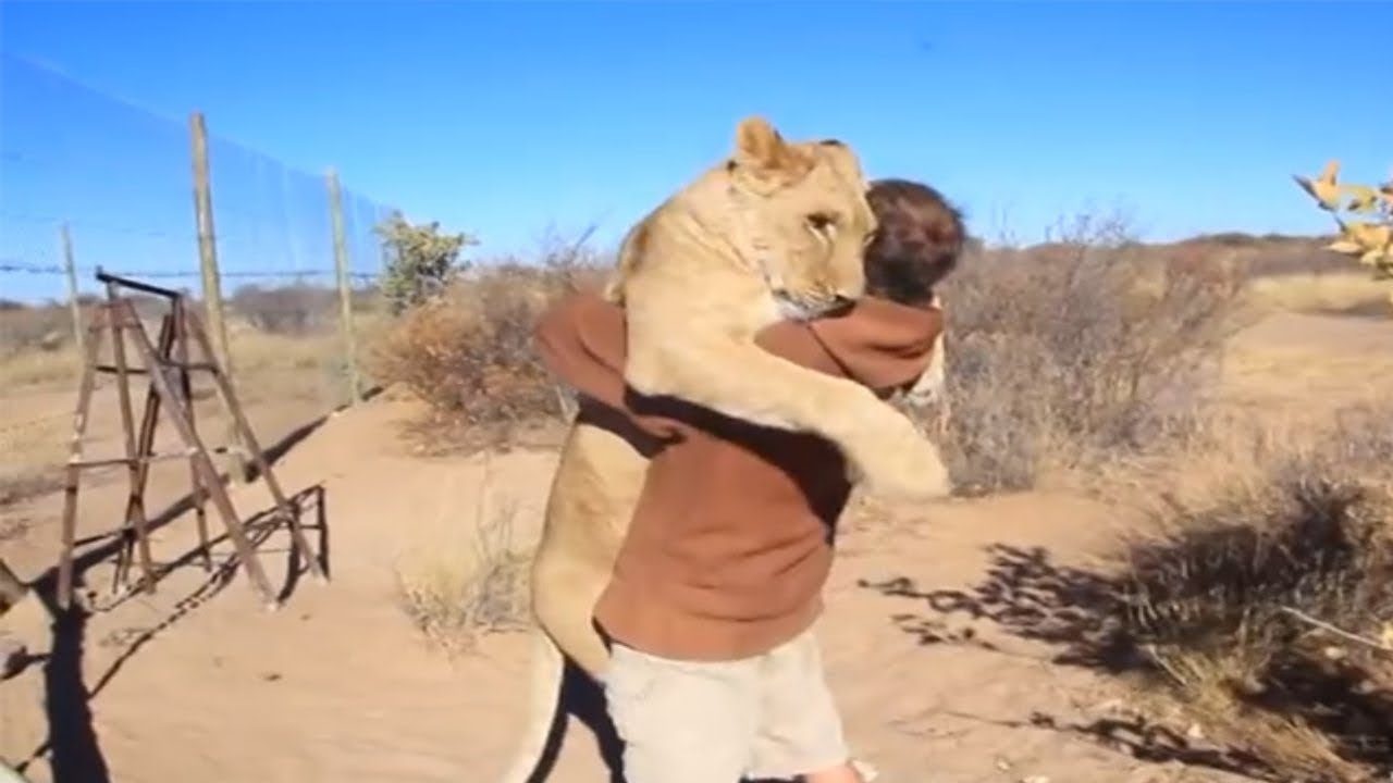 5 Reencuentros De Animales Con Sus Cuidadores