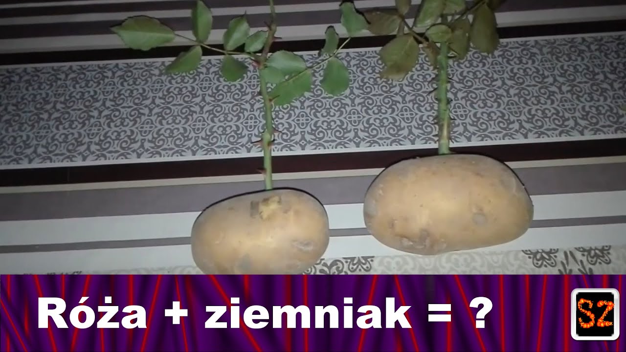 🍀Szkapa w Ogrodzie: Róża w ziemniaku (Róża + ziemniak = ?)