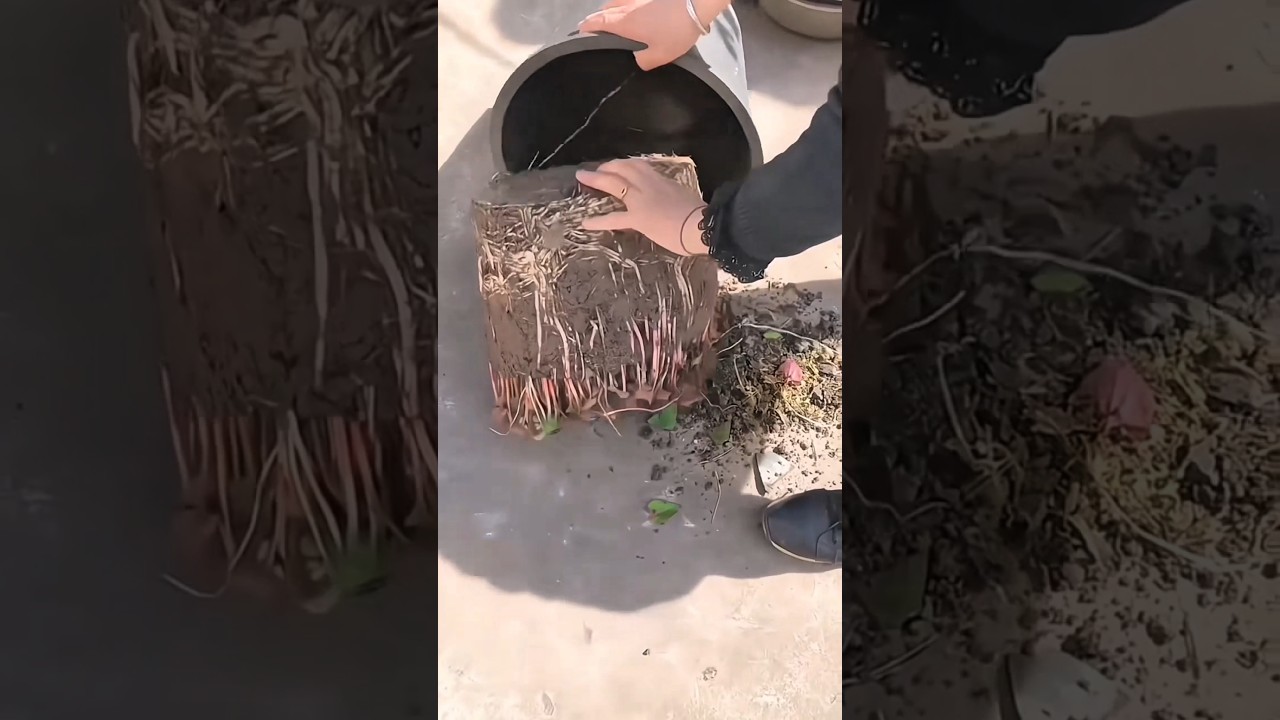 Vegetable cultivation process in drums