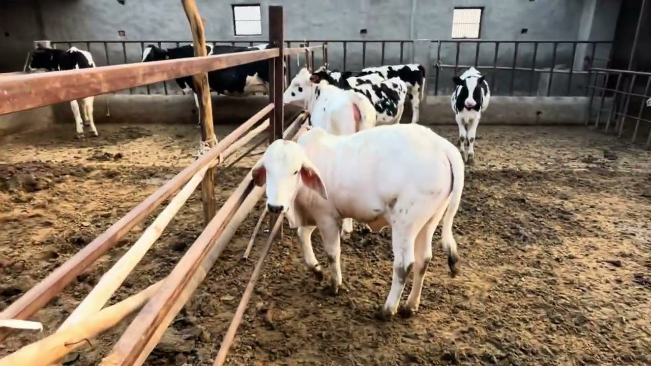 Last vlog🥺#payaldairyfarm #cow #viralvideo #cowvideos #jaishreeram #january 