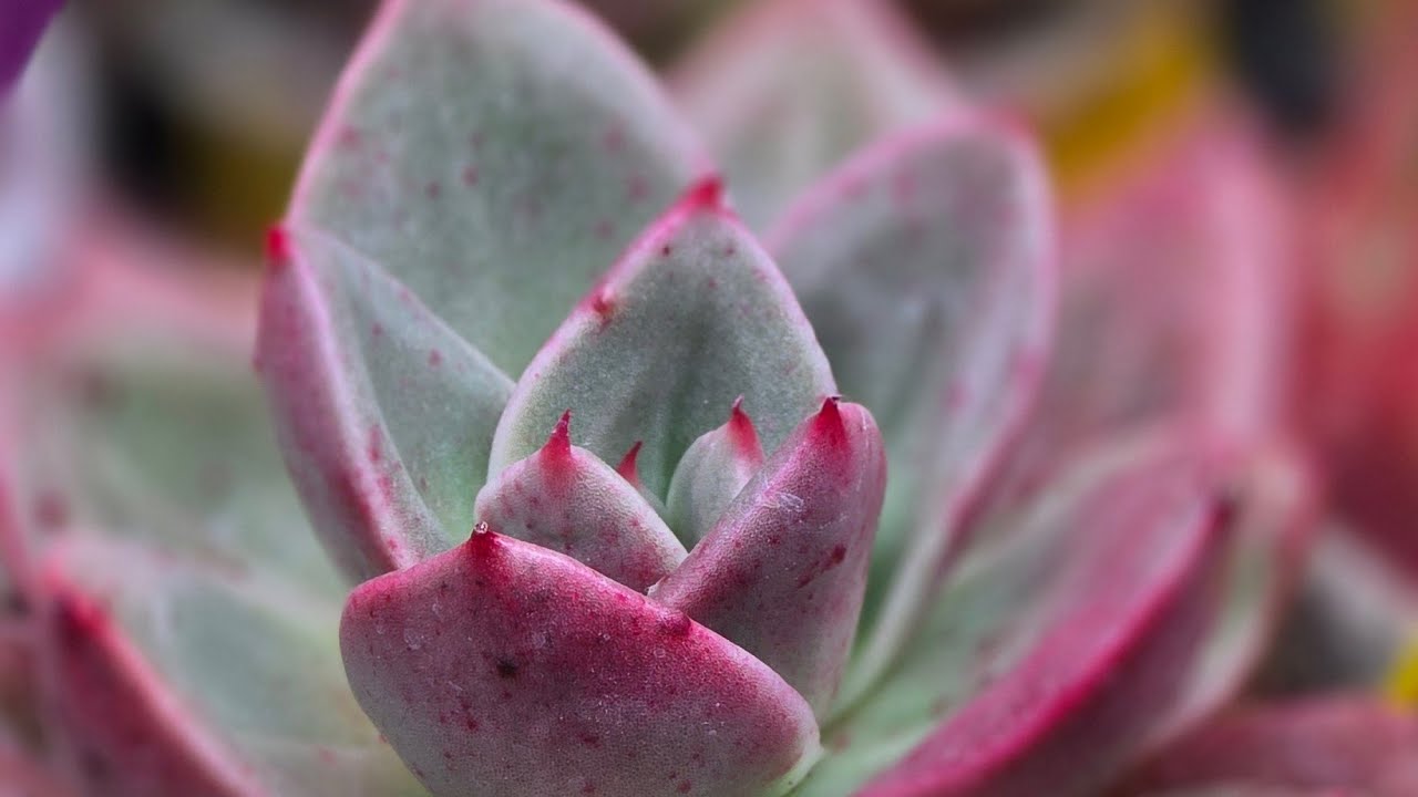 비교당하는건 싫지만  다육이 비교하는 나 ㅋㅋㅋ 수다#succulent #plants #다육생활 #다육식물키우기 #베란다다육 #다육식물 #힐링 