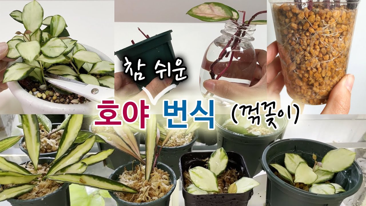 호야 부자되세요~참 쉬운 호야 번식 방법