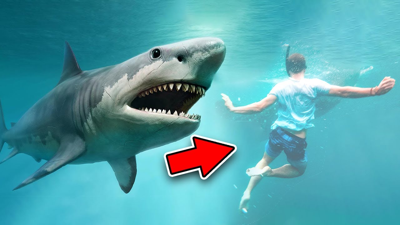 Jak se zachovat při kontaktu se žralokem?
